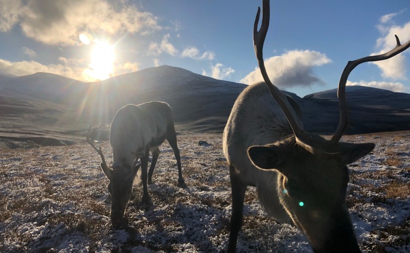 The Mysterious Life of an American Reindeer&nbsp;Herder